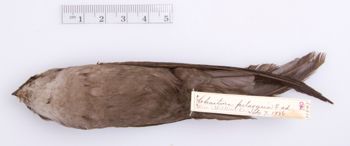 Media type: image;   Ornithology 211845